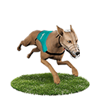 JY娛樂城白金賽狗 JY娛樂城白金賽狗